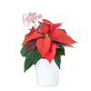 Classic Poinsettia Gift, Potted Flower, flowers, Flower Arrangement, christmas, holiday, Set 24040-2021, holiday flower delivery, delivery holiday flower, christmas plant new york, new york christmas plant, new yorkdelivery