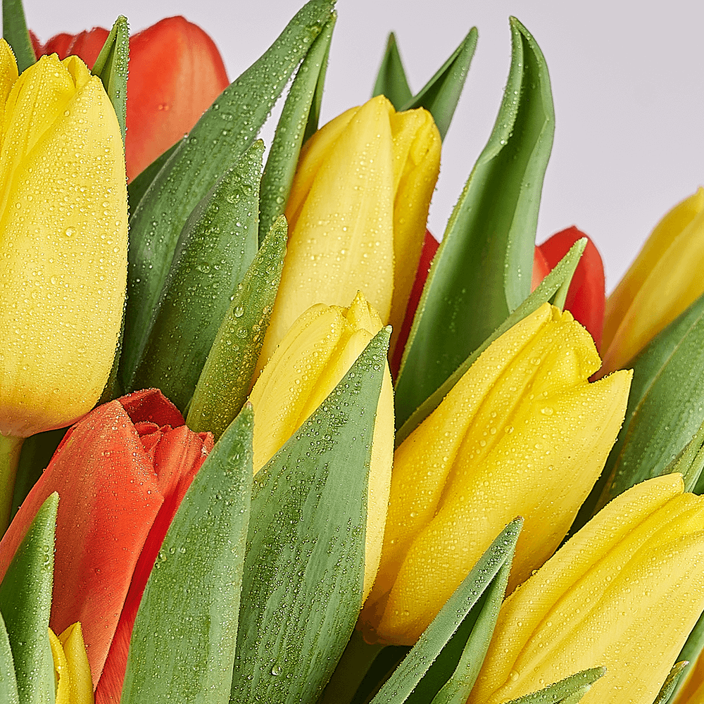 Country Garden Tulip Bouquet, tulip gift, tulips, seasonal flower gift, seasonal flowers, flower gift, flowers, New York delivery