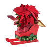 Festive Poinsettia Sleigh, plant gift, plant, christmas gift, christmas, holiday gift, holiday New York Blooms
