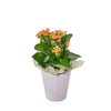 Fresh Kalanchoe Plant, plant gift, plant, flower gift, flower, kalanchoe gift, kalanchoe, New York delivery