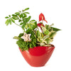 Fresh Winter Plant Arrangement, holiday,  Potted Flower,  christmas,  Flower Arrangement,  Floral Arrangement,  Set 23989-2021, floral arrangement delivery, delivery floral arrangement, christmas flowers new york, new york christmas flowers, new york