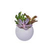 Green Aura Succulent Planter, plant gift, plant, succulent gift, succulent, New York delivery