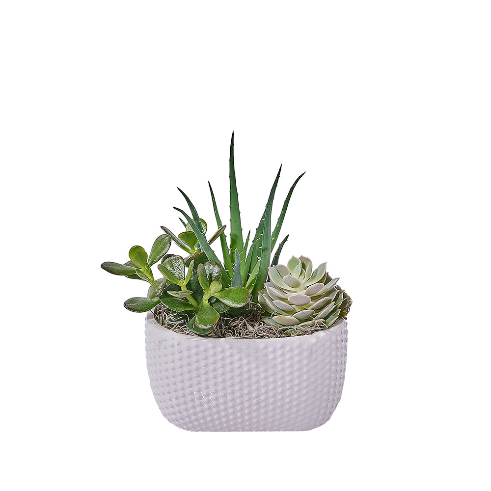 Indoor Succulent Garden, plant gift, plant, succulent gift, succulent, New York delivery
