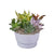 Lively Succulent Planter