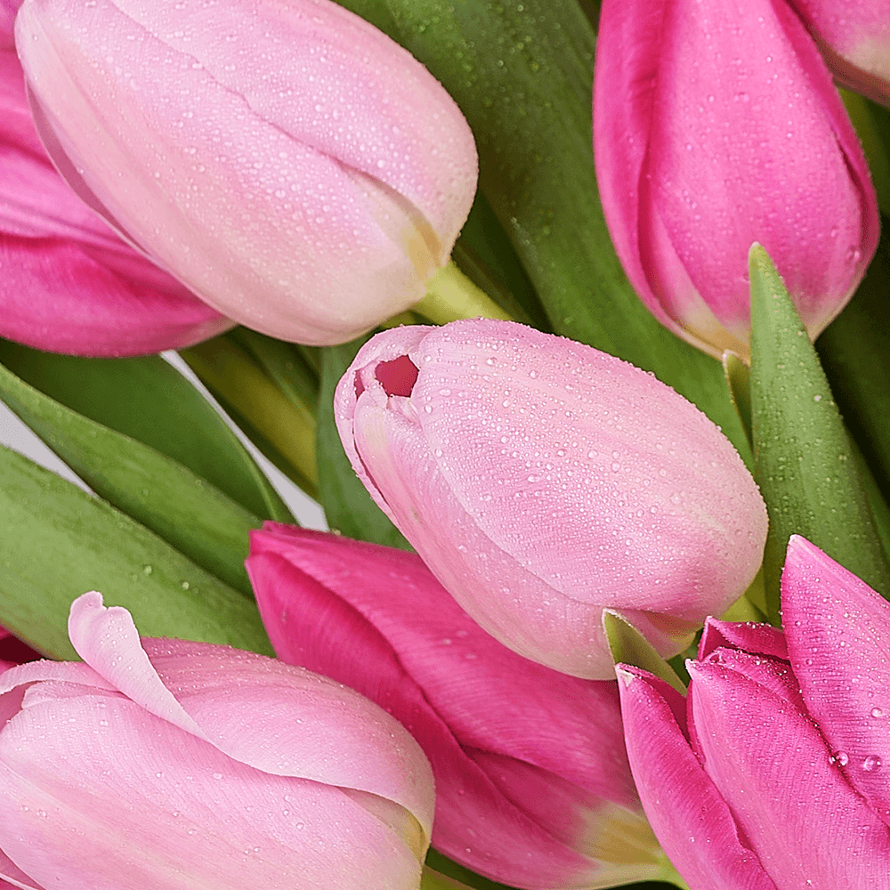 Mother’s Day Assorted Tulip Bouquet & Box, tulip gift, tulip, flower gift, flower, seasonal flower gift, seasonal flower, mothers day gift, mothers day, New York delivery