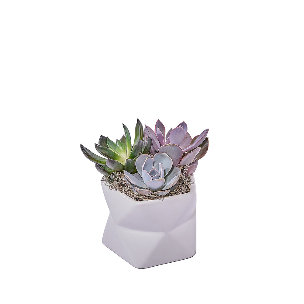 Potted Succulent Arrangement, plant gift, plant, succulent gift, succulent, New York delivery
