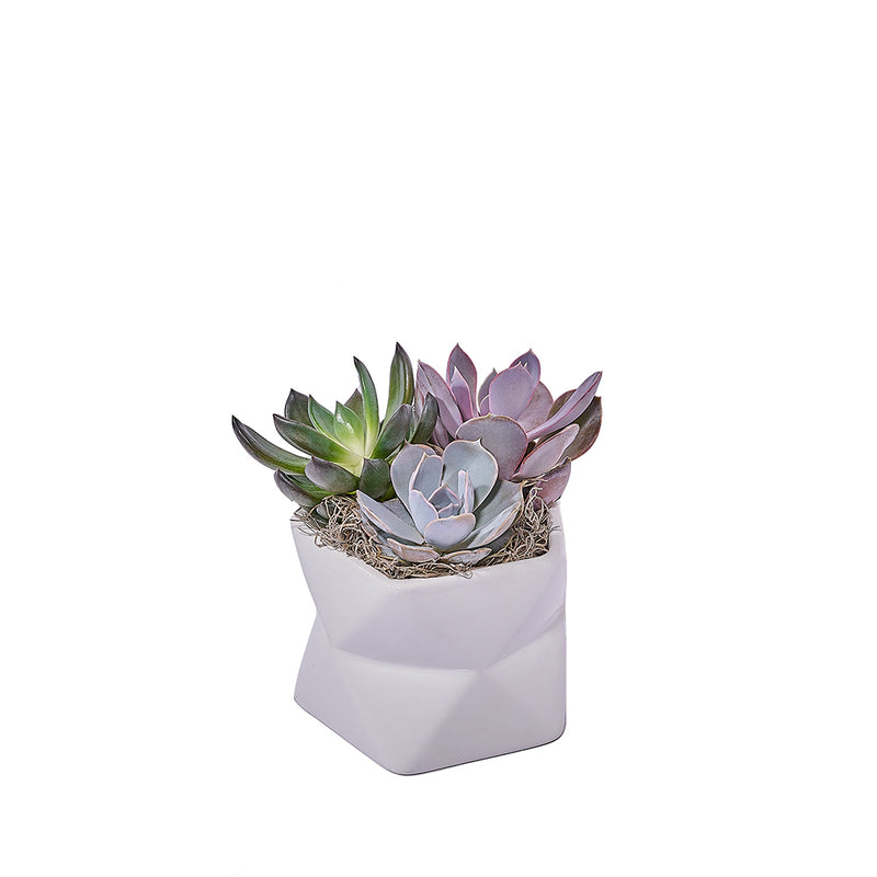 Potted Succulent Arrangement, plant gift, plant, succulent gift, succulent, New York delivery