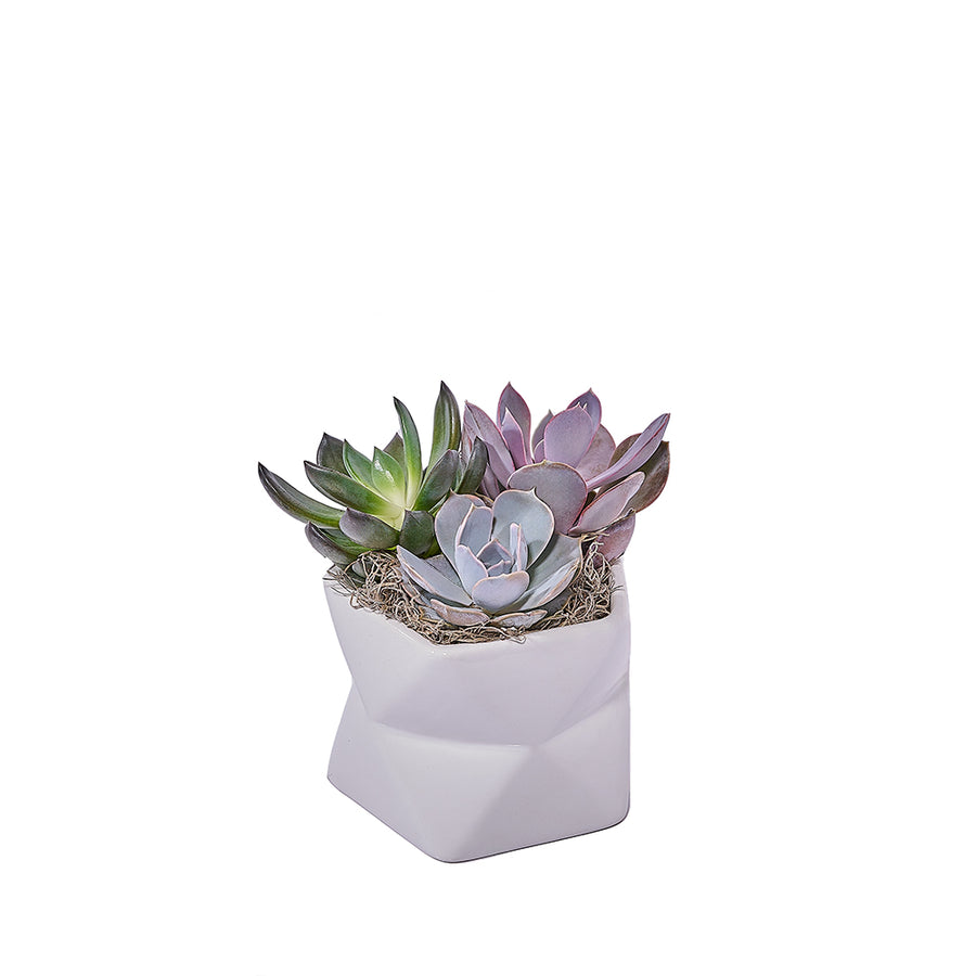 Potted Succulent Arrangement, plant gift, plant, succulent gift, succulent, New York delivery