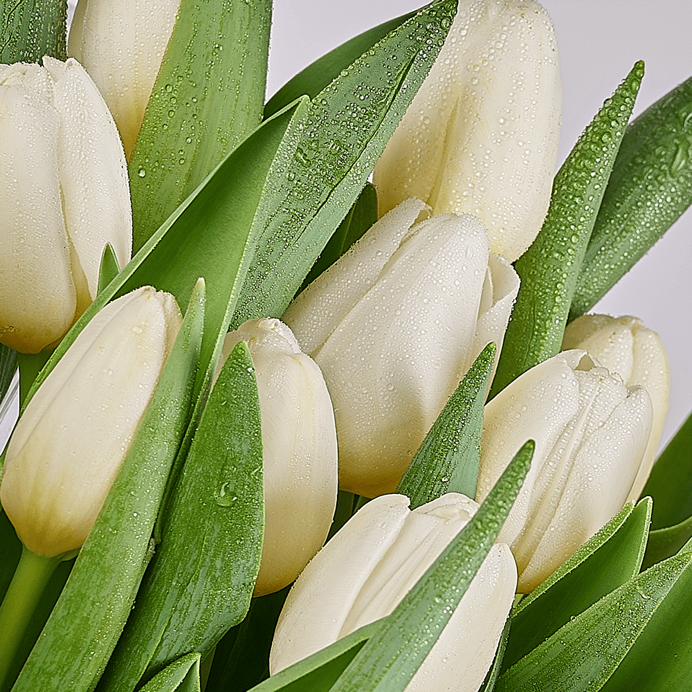 Spring Scents Tulip Bouquet, tulip gift, tulips, flower gift, flowers, seasonal flower gifts, seasonal flowers, New York delivery