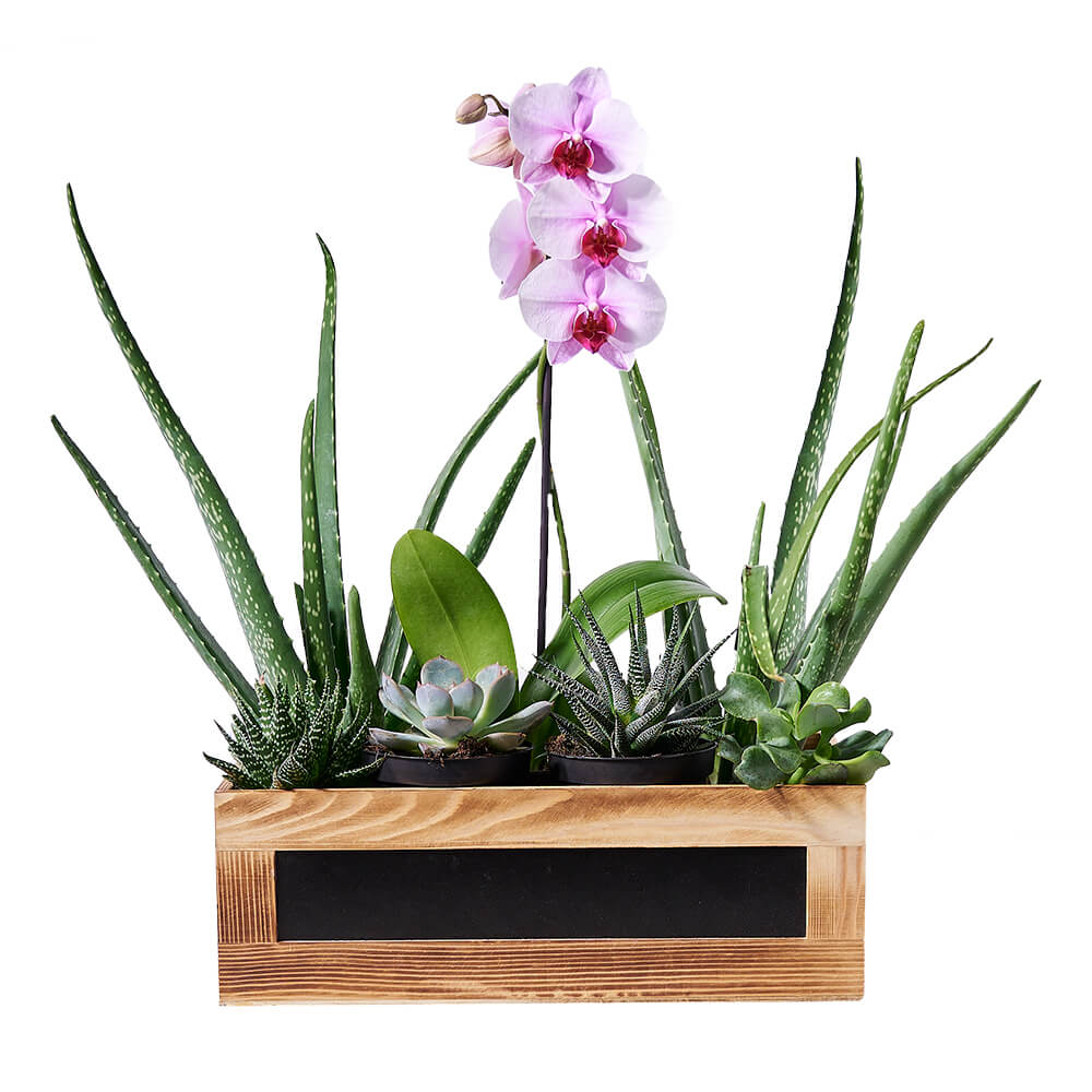 Succulent &amp; Orchid Gift Arrangement from New York Blooms - Plant Gifts - New York Delivery.