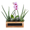 Succulent & Orchid Gift Arrangement from New York Blooms - Plant Gifts - New York Delivery.
