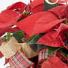 Winter Dreams Poinsettia Arrangement from New York Blooms - Floral Gifts - New York Delivery.