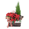 Winter Dreams Poinsettia Arrangement from New York Blooms - Floral Gifts - New York Delivery.