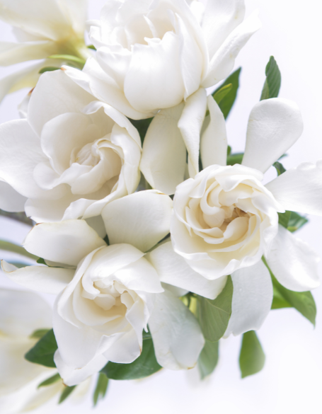 Same day flower delivery New York – New York flowers gifts
