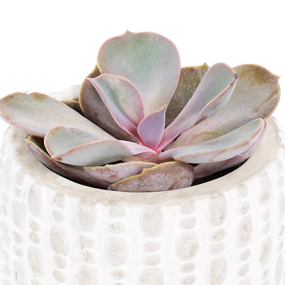 "You're Special" Plant & Wine Gift, Wine Gift Baskets, Succulents, Candle, Wine, Spa Gifts, NY Same Day Delivery