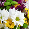 Be A Wildflower Daisy Bouquet, Daisies Bouquet, Floral Gifts, Mixed Daisies, NY Same Day Delivery
