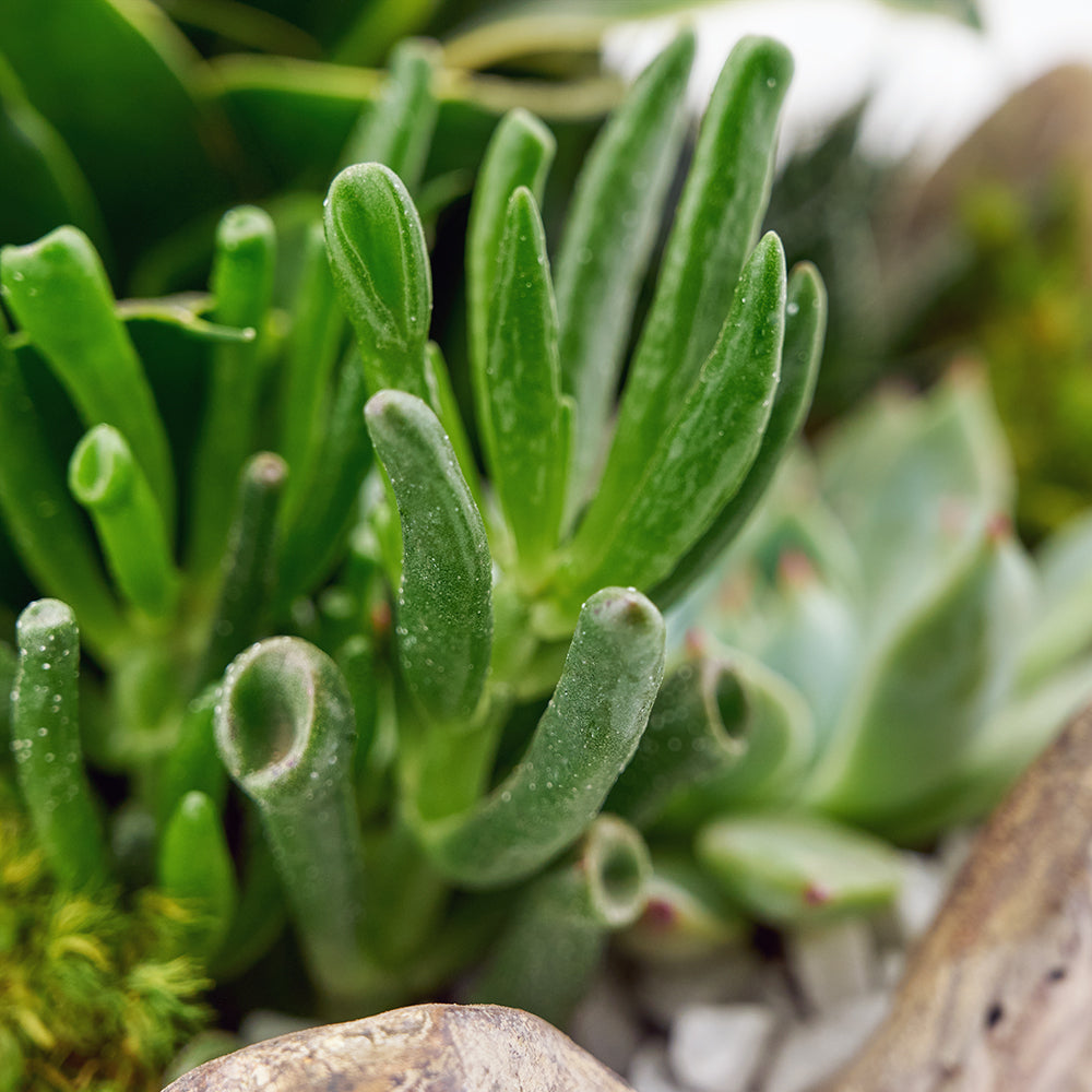 Bright Days Succulent Arrangement, Succulent Garden, Succulent Gifts, Floral Gifts, NY Same Day Delivery