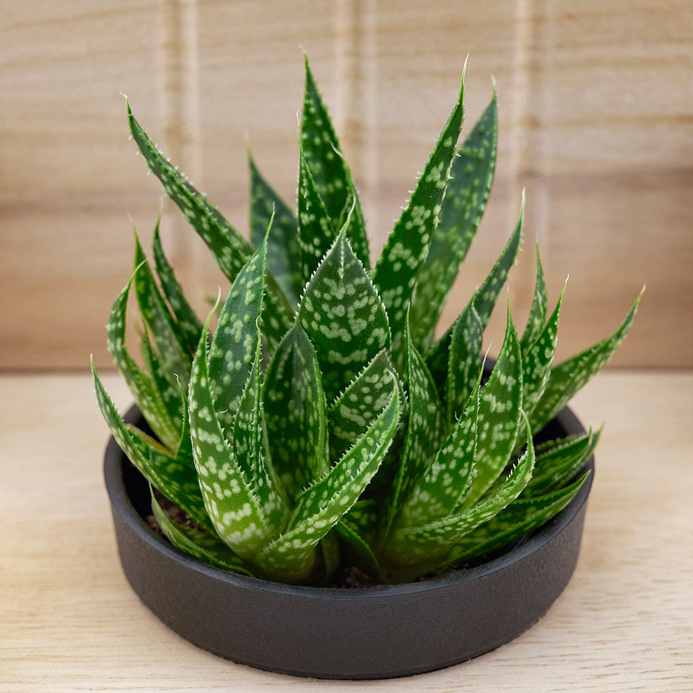 Butterfly Planter Chair Arrangement, Succulent Gifts, Plant Gifts, Floral Gifts, Gift Baskets, Planter Gifts, NY Same Day Delivery