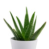 Calm Recollections Aloe Vera Plant, Aloe Vera, Plant Gifts, House Plants, Gift Baskets, NY Same Day Delivery
