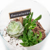 Circle of Life Succulent Terrarium. New York Blooms- New York Delivery