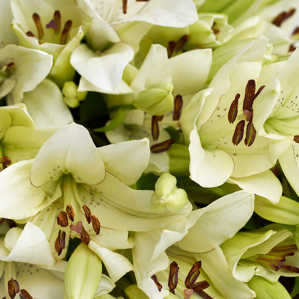 Crisp Snow Peruvian Lily Bouquet, Lily Gifts, White Lilies, Floral Gifts, Floral Bouquets, NY Same Day Delivery