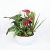 Valentine's Day Potted White Anthurium, Anthurium, Planter Gifts, Plant Gifts, Valentine's Day Gifts, NY Same Day Delivery