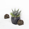 Petite Potted Succulent - from New York Blooms - Plant Gifts - New York Delivery.