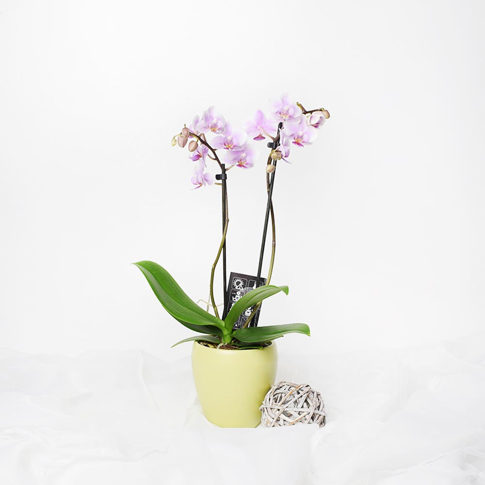 Orchid Vase Arrangement from New York Blooms - Flower Gifts Set - New York Delivery.