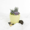 Potted Succulent Arrangement from New York Blooms - Planter Gifts - New York Delivery.