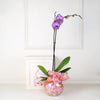 Orchid and Vase from New York Blooms - Orchid and Vase Gift Set - New York Delivery.