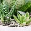 Featuring a carefully curated collection of succulents, this potted arrangement is sure to please any crowd.