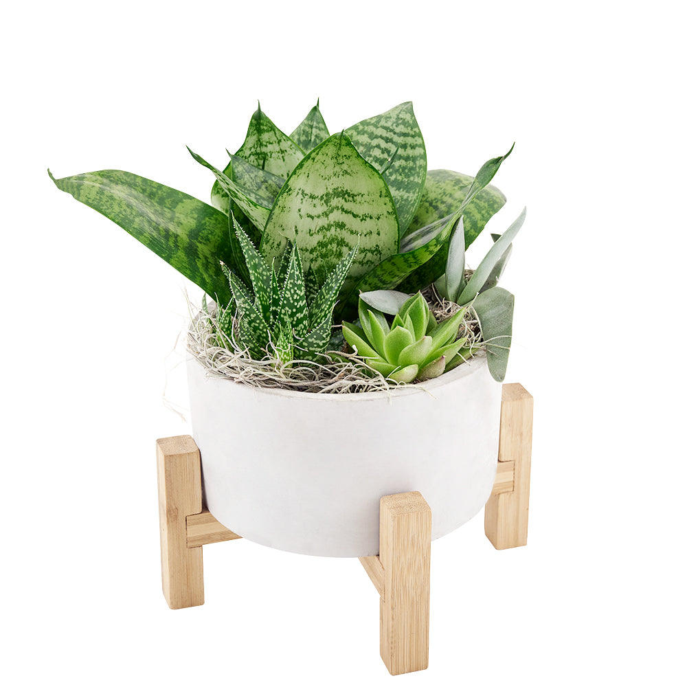 Featuring a carefully curated collection of succulents, this potted arrangement is sure to please any crowd.