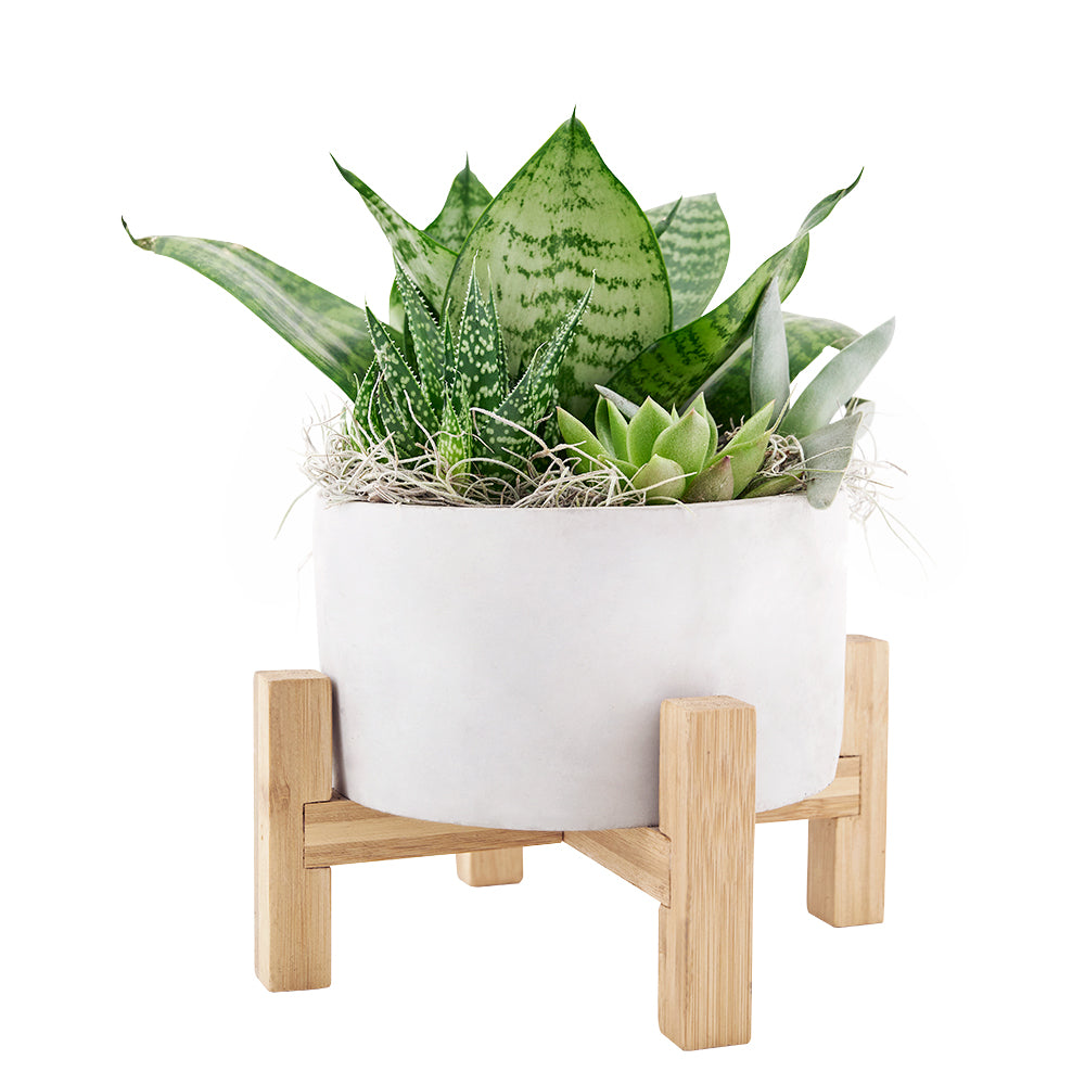 Featuring a carefully curated collection of succulents, this potted arrangement is sure to please any crowd.