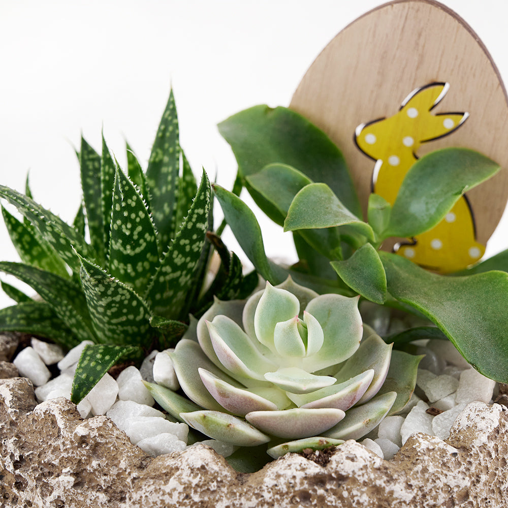 Easter Egg Rock Succulent, Succulent Garden, Floral Gifts, Succulent Gifts, NY Same Day Delivery