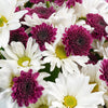 Mother's Day Spring Daisy Bouquet from New York Blooms - Flower Gifts - New York Delivery.