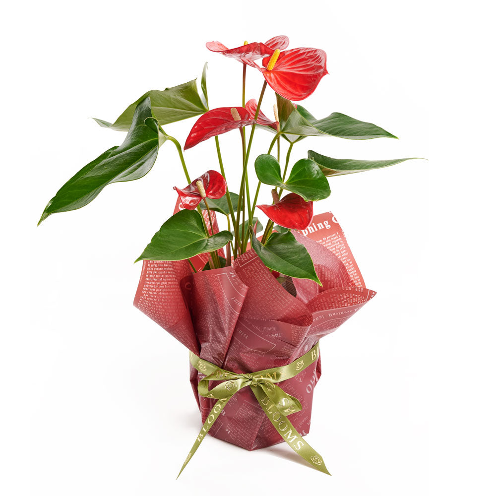 Flamingo Plant Arrangement, Anthurium Plants, Tropical Plants, Plant Gifts, Potted Plants, NY Same Day Delivery