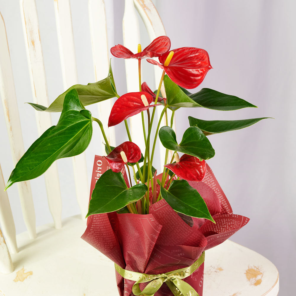 Flamingo Plant Arrangement, Anthurium Plants, Tropical Plants, Plant Gifts, Potted Plants, NY Same Day Delivery