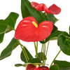 Flamingo Plant Arrangement, Anthurium Plants, Tropical Plants, Plant Gifts, Potted Plants, NY Same Day Delivery