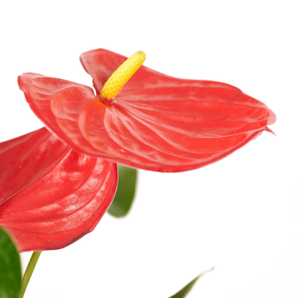 Flamingo Plant Arrangement, Anthurium Plants, Tropical Plants, Plant Gifts, Potted Plants, NY Same Day Delivery