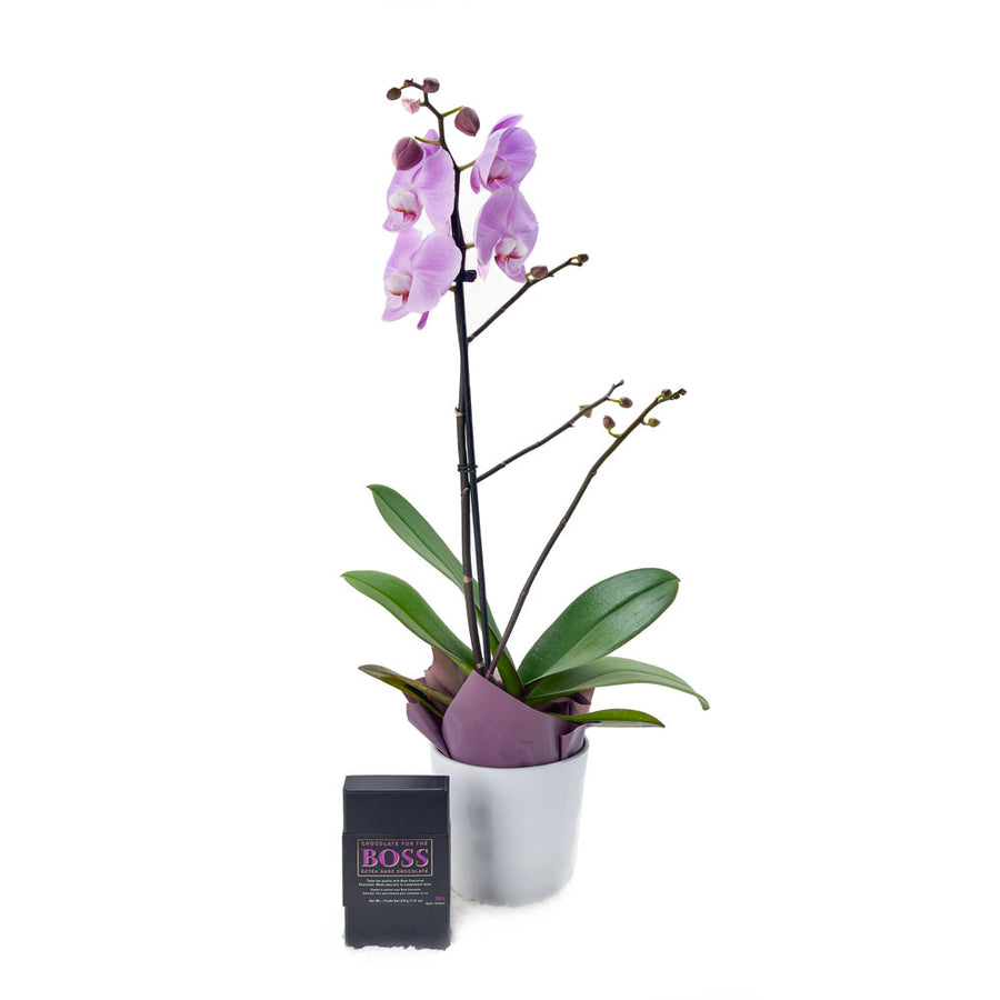 Floral Treasures Flowers & Chocolate Gift, Purple Orchid, Chocolates, Orchid Gifts, Chocolate Gifts, Floral Gift Baskets, NY Same Day Delivery