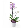 Floral Treasures Exotic Orchid Plant, Orchids, House Plants, Purple Orchids, NY Same Day Delivery