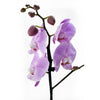 Floral Treasures Exotic Orchid Plant, Orchids, House Plants, Purple Orchids, NY Same Day Delivery
