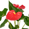 For My Love Flower Gift, Floral Gift Sets, Floral Gifts, Anthurium, Bear Plushie, NY Same Day Delivery