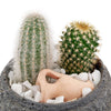 Forever Green Cactus Plant from New York Blooms is a great gift choice for the people in your life who love greenery but do not always have time to spend taking care of them.