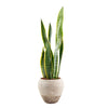 The <strong>Golden Edged Sansevieria Trifasciata Plant</strong> is a stunning indoor plant with low maintenance requirements, making it an excellent gift choice.