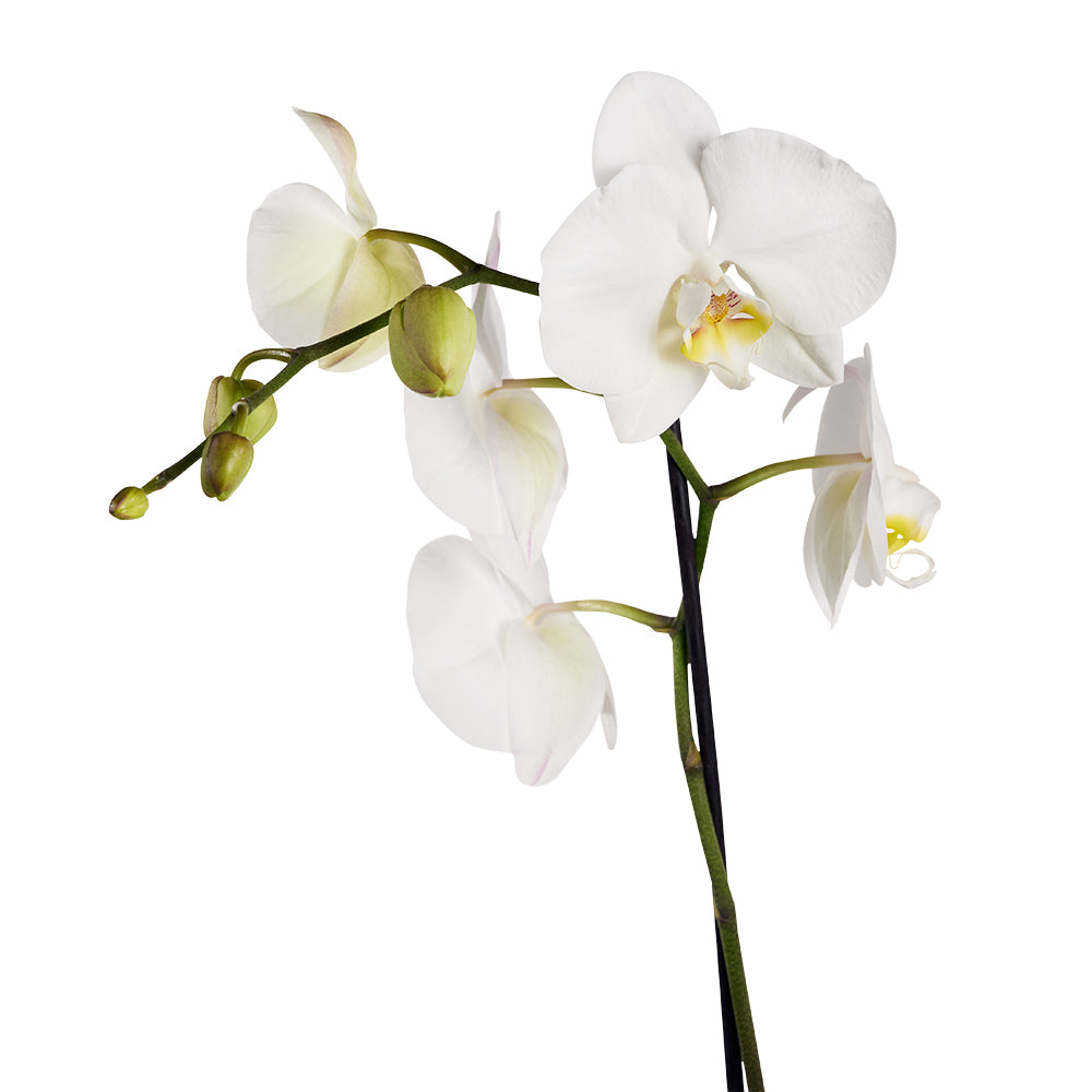 Guinness Flowers & Beer Gift, Orchid and Beer Gift Set, Floral Gifts, Gift Baskets, Beer Gift Baskets, NY Same Day Delivery