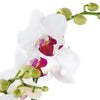 Lavish Exotic Orchid Plant, Orchid Gifts, House Plants, Planters, Orchids, Floral Gifts, NY Same Day Delivery