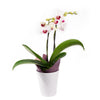 Lavish Exotic Orchid Plant, Orchid Gifts, House Plants, Planters, Orchids, Floral Gifts, NY Same Day Delivery
