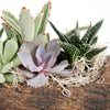 Natural Log Succulent Arrangement from New York Blooms - Planter Gifts - New York Delivery.