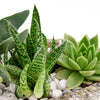 Nature's Own Succulent Garden from New York Blooms - Planter Gifts - New York Delivery.